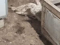 Turkeys — photo 4