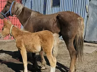 Mare, Altai horse — photo 1