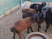 Carnero, Arabi sheep — foto 5