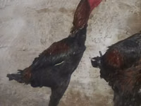 أستراليان بيت غيم فاول — الصورة 1