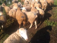 Sheep, Sheep — photo 4