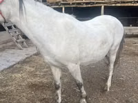 Mare, Tersk horse — photo 6