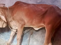母牛, Cattle — 照片 2