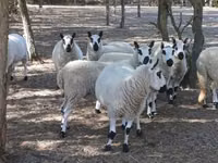公羊, Cerry Hill sheep — 照片 1