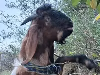 Cabro, Nubian Goat — foto 3