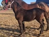 Hengst, Percheron — Foto 4