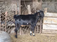 Cabro, Cabras — foto 3