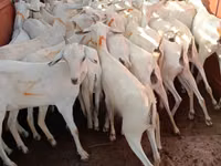 Goats (batch, sex not specified), Somali goats — photo 2
