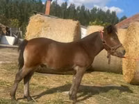 Horse (M), Horses — photo 1