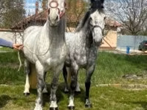 Caballo, Caballos
