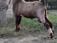 Ziegenbock, Nubian Goat — Foto 3