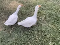 Geese — Foto 1