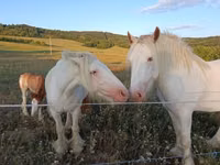 Pferde (Partie, Geschlecht nicht angegeben), Gypsy horse — Foto 1