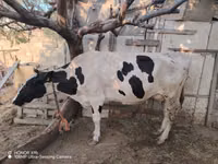 Cow, Holstein breed — photo 3