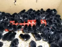 Australorp — foto 6