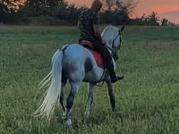 Caballo, Orlov Trotter — foto 2