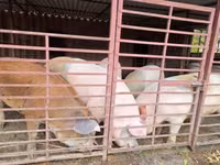 猪（批次，未指定性别）, Pigs — 照片 1