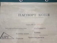 Mare, Orlov Trotter — photo 3