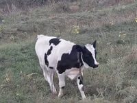 Cow, Holstein breed — photo 1