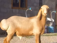 Widder, Arashan sheep — Foto 2