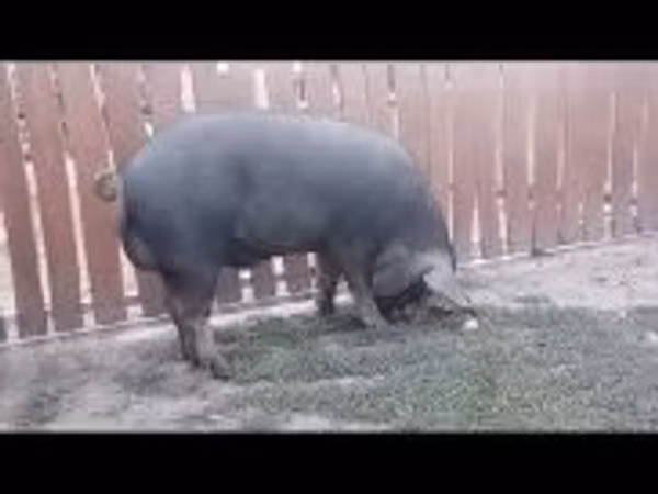 Хряк, Беркшир