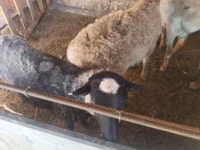 Widder, Rhon sheep — Foto 3