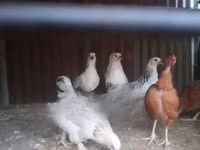 Brahma — Foto 1
