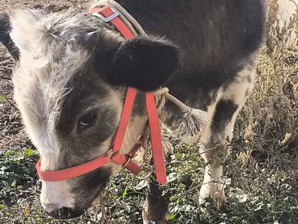 Bull, Belgian Blue