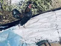 Chickens — Foto 4