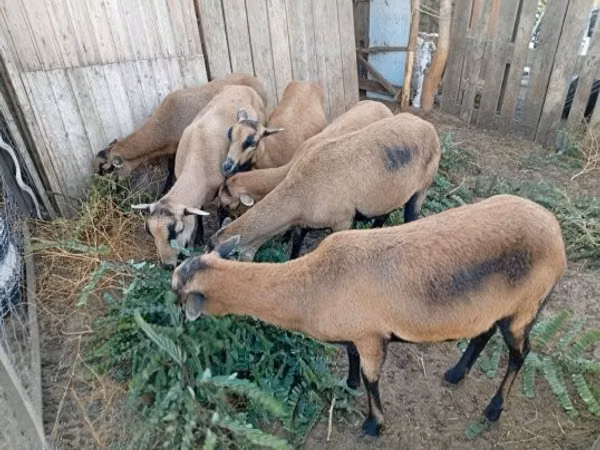 Oveja, Cameroon sheep