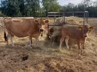 Vaca, Raza Jersey — foto 6