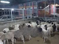 Sheep (batch, sex not specified), Sheep — photo 1