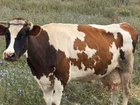 Cow, Cattle — photo 3