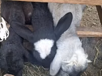 Sheep, Sheep — photo 4
