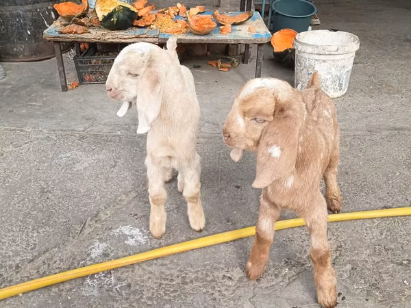 Cabras (lote, sexo no especificado), Beetal goats