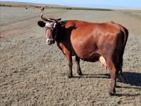 母牛, Cattle — 照片 2