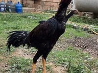 خيول (دفعة، الجنس غير محدد), الخيول — الصورة 1