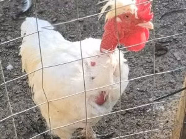 Chickens