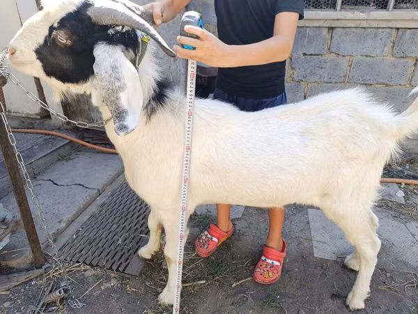 公山羊, Nubian Goat