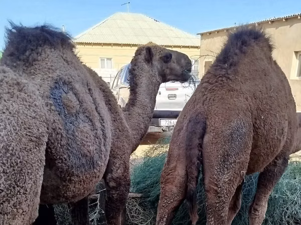 Camel, Kazakh Bactrian camel