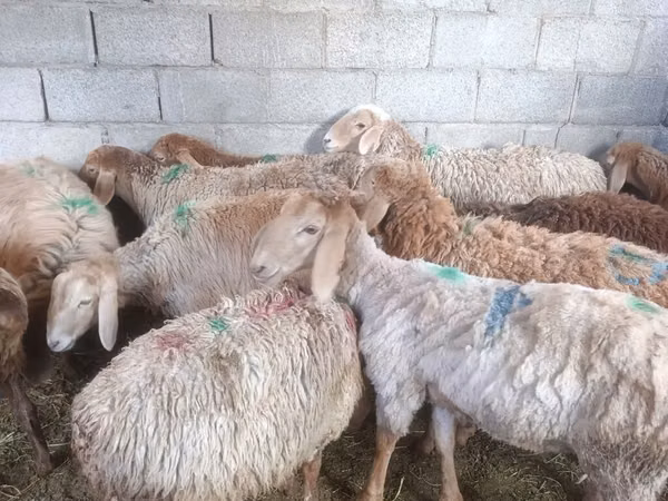母羊, Arashan sheep