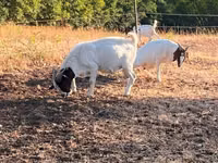 बकरी, Boer goat — फ़ोटो 7