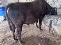Cow, Holstein breed — photo 2