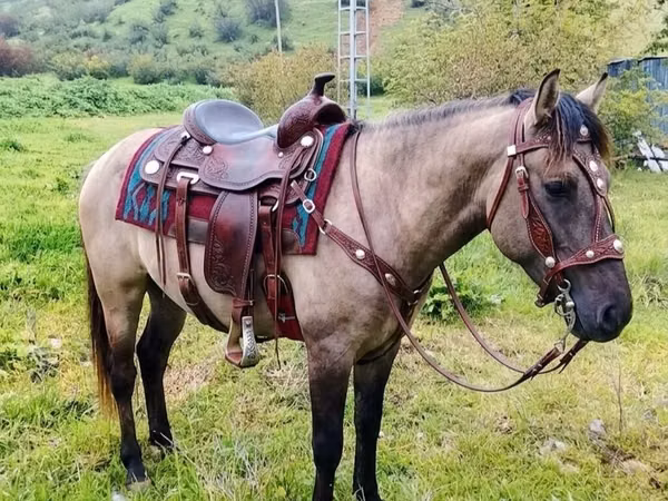 Horse (M), Alter Real