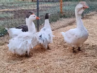 Geese — foto 3