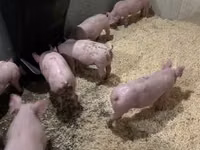 Schweine (Partie, Geschlecht nicht angegeben) — Foto 5