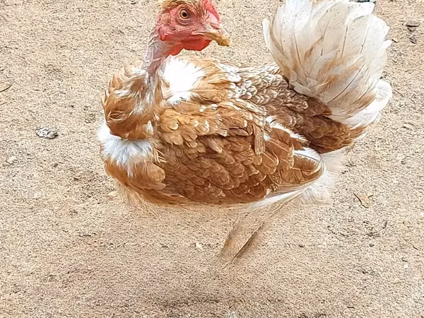 Chickens