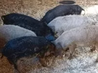 Sow — photo 2
