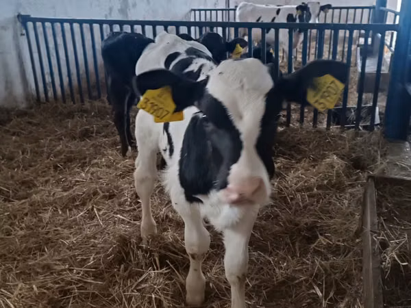 Toro, Russian Black pied cattle
