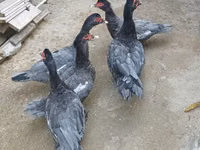 Domestic Muscovy — photo 5